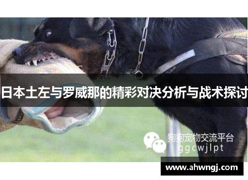 日本土左与罗威那的精彩对决分析与战术探讨